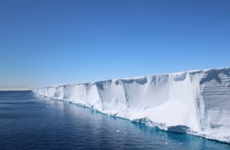 Scientists Went On the lookout for Shackleton’s Endurance. They discovered a Hidden Fish Metropolis in Excellent Formation As an alternative