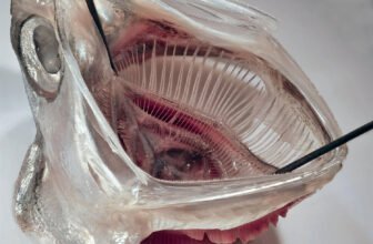 Fish-Impressed Laundry Filter Reveals Early Promise In opposition to Microplastics