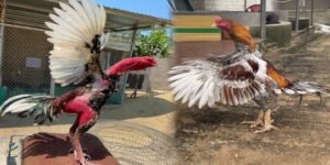 Thuật Ngữ Đá Gà – Giải Mã Từ Vựng Quan Trọng Cần Nắm Rõ